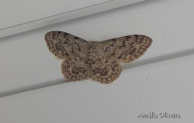 Idaea cervantaria