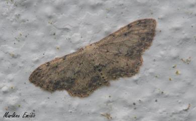 Idaea incisaria 