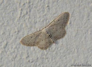 Idaea minuscularia 