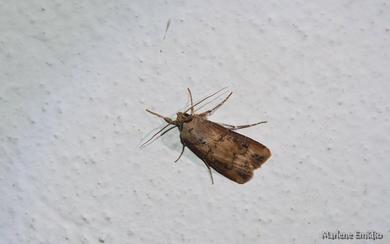 Agrotis ipsilon 