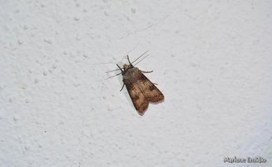 Agrotis puta 