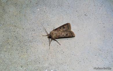 Agrotis segetum