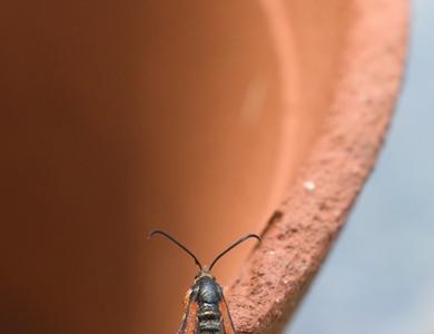 Pyropteron chrysidiformis 