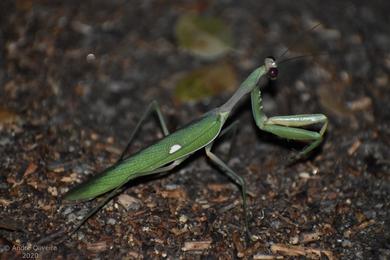 Sphodromantis viridis 