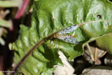 Panorpa meridionalis 