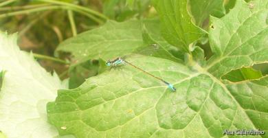 Ischnura graellsii