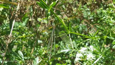 Lestes viridis