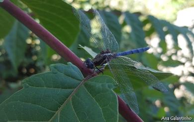 Orthetrum chrysostigma 