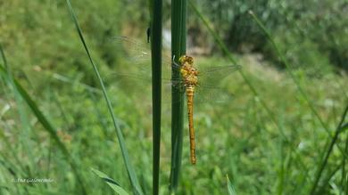 Sympetrum fonscolombii