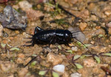 Gryllus campestris 