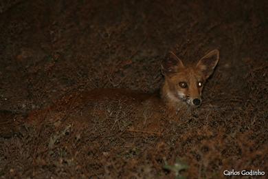 Vulpes vulpes