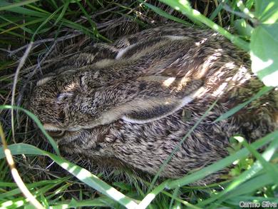 Lepus granatensis