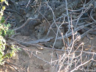 Oryctolagus cuniculus