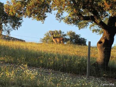 Cervus elaphus