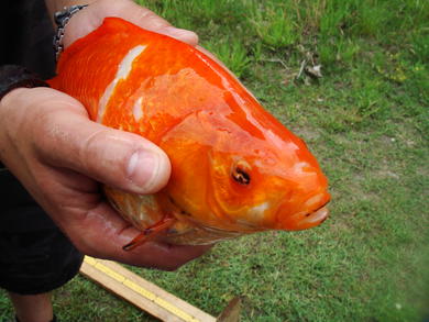 Carassius auratus