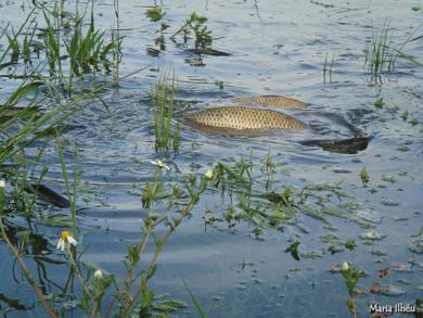 Cyprinus carpio