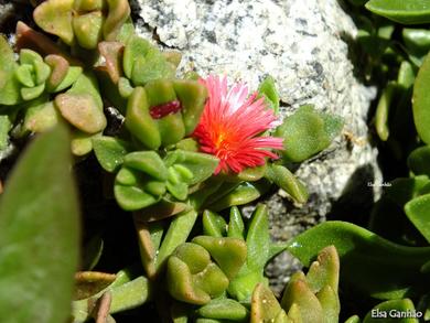 Aptenia cordifolia 