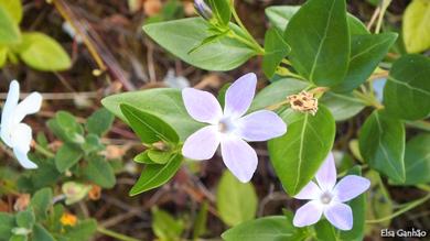 Vinca difformis 