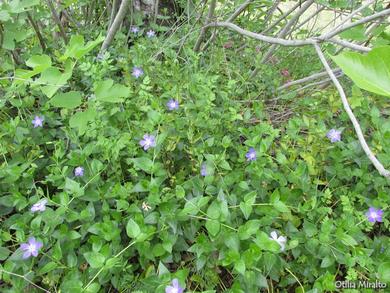 Vinca major 