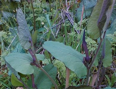 Aristolochia paucinervis 