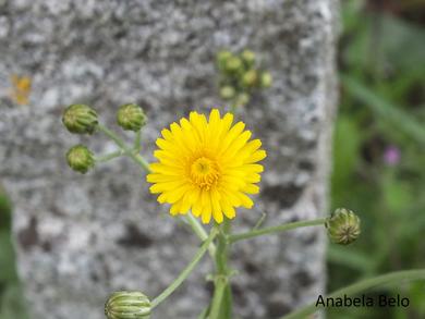 Crepis vesicaria subsp. taraxacifolia (Thuill.) Thell.