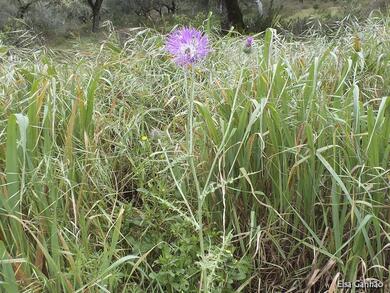 Galactites tomentosus 