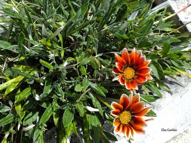 Gazania x hybrida