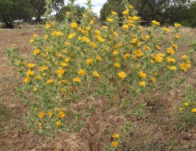 Scolymus hispanicus