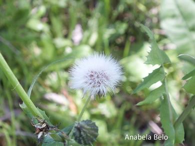 Sonchus oleraceus L.