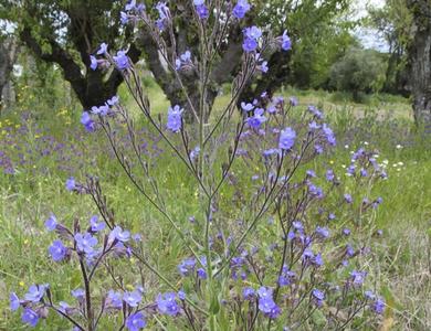 Anchusa azurea