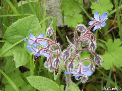 Borago officinalis