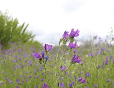 Echium plantagineum