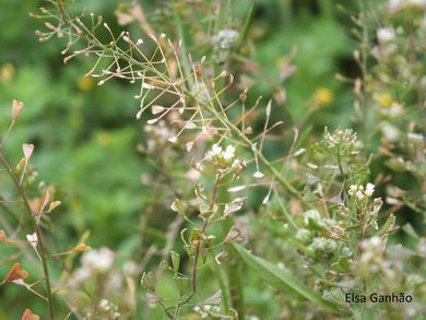 Capsella bursa-pastoris (L.) Medik.