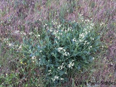 Raphanus raphanistrum subsp. raphanistrum L.