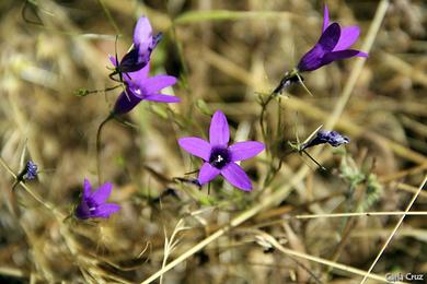 Campanula lusitanica