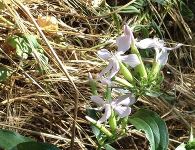 Saponaria officinalis