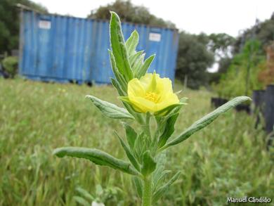 Helianthemum ledifolium