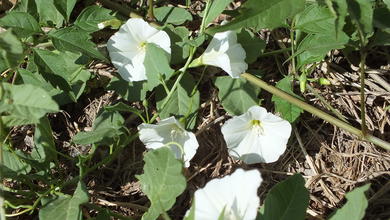 Convolvulus arvensis L.