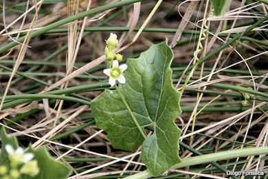 Bryonia dioica