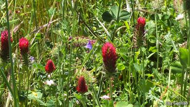 Trifolium incarnatum