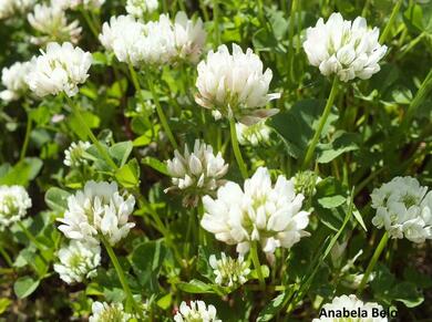 Trifolium repens L.