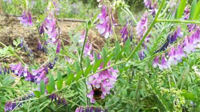 Vicia villosa