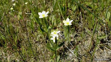 Centaurium maritimum