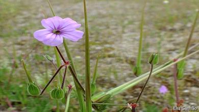 Erodium botrys 