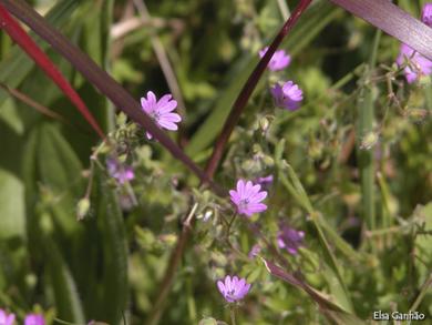 Geranium molle