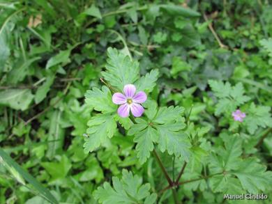 Geranium robertianum