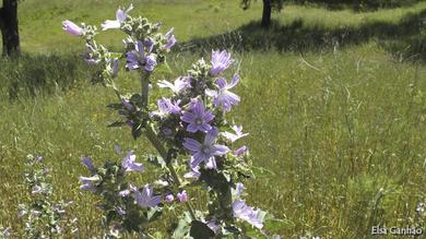 Lavatera cretica