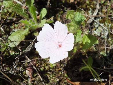 Malva hispanica L.