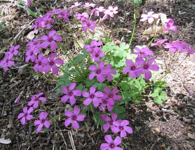 Oxalis articulata