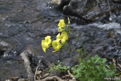 Oxalis pes-caprae 